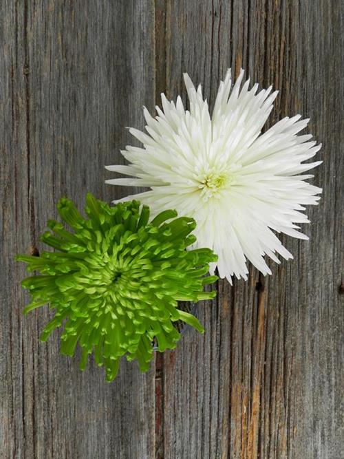 Anastasia- 80 White & 80 Green  Mixed Disbuds/Mums